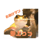 ヒョウモントカゲモドキのオムライス 3（個別スタンプ：12）