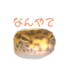 ヒョウモントカゲモドキのオムライス 3（個別スタンプ：15）