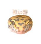 ヒョウモントカゲモドキのオムライス 3（個別スタンプ：16）