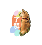 豆柴のいる生活①（個別スタンプ：7）