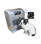 うちのチワワ娘（個別スタンプ：20）