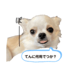 チワワのてん1（個別スタンプ：10）