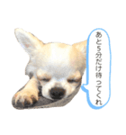 チワワのてん1（個別スタンプ：14）