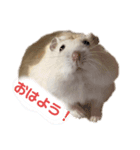 日常（キャラメルくんのスタンプ）（個別スタンプ：1）