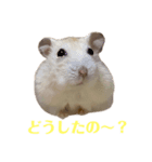 日常（キャラメルくんのスタンプ）（個別スタンプ：4）