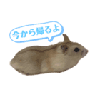 日常（キャラメルくんのスタンプ）（個別スタンプ：6）