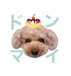 びい君と仲間たち No.3（個別スタンプ：6）