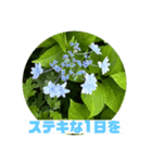 あじさいさい（個別スタンプ：1）
