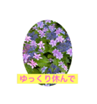 あじさいさい（個別スタンプ：2）