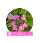 あじさいさい（個別スタンプ：3）