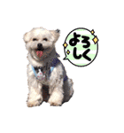 へいちゃんスタンプ第2弾（個別スタンプ：4）