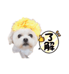 へいちゃんスタンプ第2弾（個別スタンプ：5）
