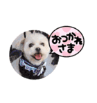 へいちゃんスタンプ第2弾（個別スタンプ：6）