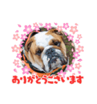 ブルドッグ蘭丸スタンプ（個別スタンプ：14）