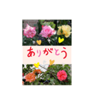 ふぉ〜と（個別スタンプ：5）