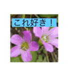 オプちゃで使えるスタンプ（個別スタンプ：4）