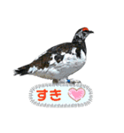 日本の野鳥たち 510（個別スタンプ：6）