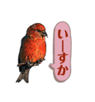 日本の野鳥たち 510（個別スタンプ：7）
