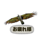 日本の野鳥たち 510（個別スタンプ：10）
