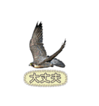 日本の野鳥たち 510（個別スタンプ：11）