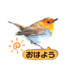 日本の野鳥たち 510（個別スタンプ：12）