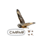 日本の野鳥たち 510（個別スタンプ：15）