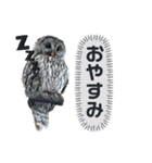 日本の野鳥たち 510（個別スタンプ：17）
