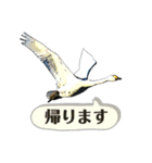 日本の野鳥たち 510（個別スタンプ：21）