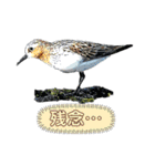 日本の野鳥たち 510（個別スタンプ：22）