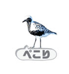 日本の野鳥たち 510（個別スタンプ：23）