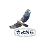 日本の野鳥たち 510（個別スタンプ：24）