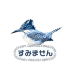 日本の野鳥たち 510（個別スタンプ：26）