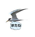 日本の野鳥たち 510（個別スタンプ：27）