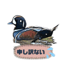 日本の野鳥たち 510（個別スタンプ：29）