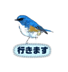 日本の野鳥たち 510（個別スタンプ：30）