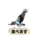 日本の野鳥たち 510（個別スタンプ：31）
