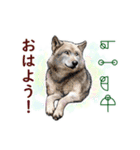 愛の言霊 カタカムナ（個別スタンプ：14）