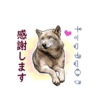 愛の言霊 カタカムナ（個別スタンプ：36）