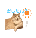 ししゃも④（個別スタンプ：9）