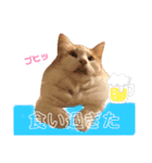 ししゃも④（個別スタンプ：11）