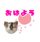 ほのぼのクーピー4（個別スタンプ：2）