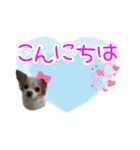 ほのぼのクーピー4（個別スタンプ：3）