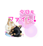 ほのぼのクーピー4（個別スタンプ：5）
