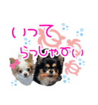 ほのぼのクーピー4（個別スタンプ：6）