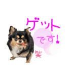 ほのぼのクーピー4（個別スタンプ：9）