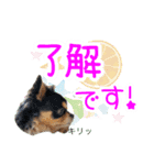 ほのぼのクーピー4（個別スタンプ：11）