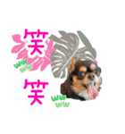 ほのぼのクーピー4（個別スタンプ：16）