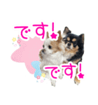 ほのぼのクーピー4（個別スタンプ：17）