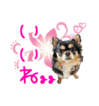 ほのぼのクーピー4（個別スタンプ：19）