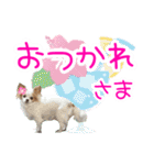 ほのぼのクーピー4（個別スタンプ：25）